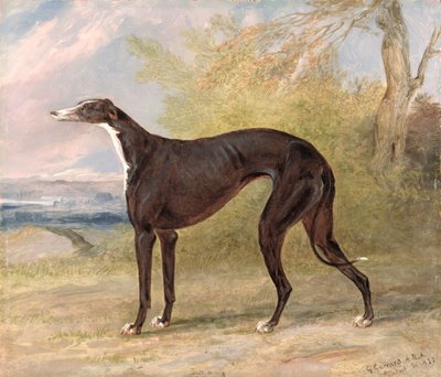 Uno dei levrieri vincenti di George Lane Fox: la levriera bianca e nera, Juno, conosciuta anche come Elizabeth da George Garrard