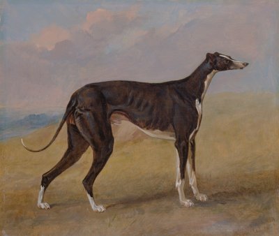 Turk, un levriero, proprietà di George Lane Fox da George Garrard