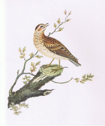 Allodola, Natura in Gran Bretagna pubblicata da Collins da George Graves