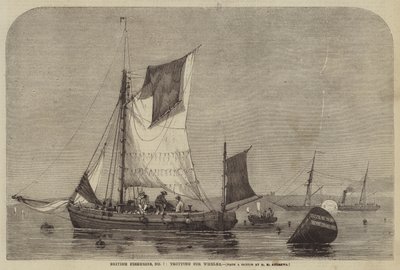Pesca britannica, n. 7, trotting per whelks da George Henry Andrews