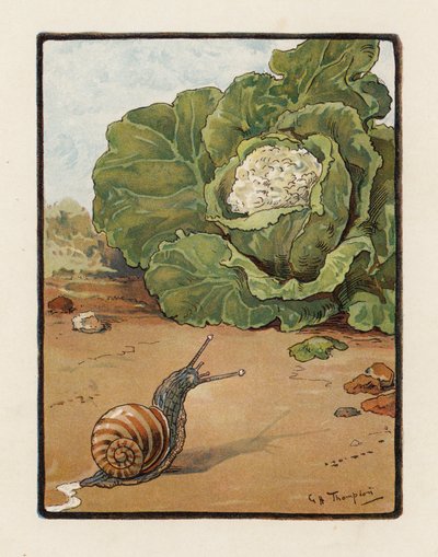 La lumaca da George Henry Thompson