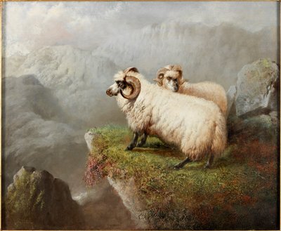 Pecore su un bordo di scogliera, c.1865-68 da George Hepper