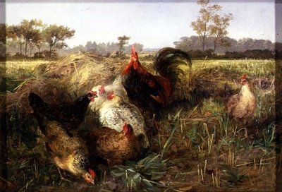 Polli nel campo di stoppie da George Hickin