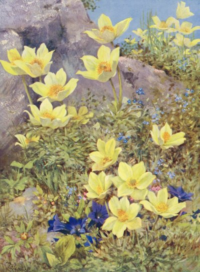 Anemone sulphurea e Gentiana excisa dipinti direttamente nei campi a fine maggio da George Jackson Flemwell