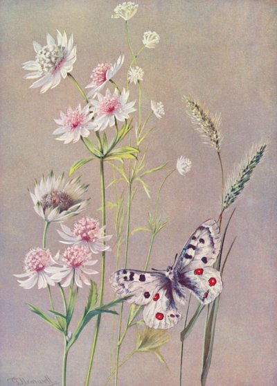 Astrantia major, A minor e la farfalla Apollo da George Jackson Flemwell