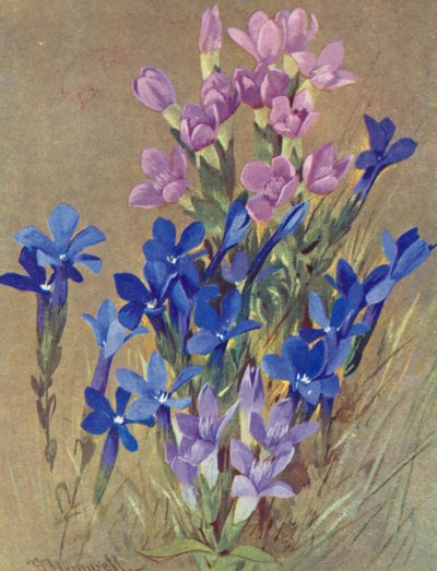 Gentiana campestris e Gentiana bavarica da George Jackson Flemwell