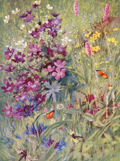 Geranium sylvaticum, Potentilla rupestris, Centaurea montana, il Bistorta rosa, il piccolo Bistorta alpino, dipinto sul posto nei campi all