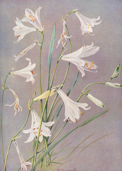 Paradisia Liliastrum, il giglio del paradiso o di San Bruno da George Jackson Flemwell