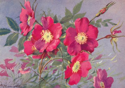 Rosa alpina, l