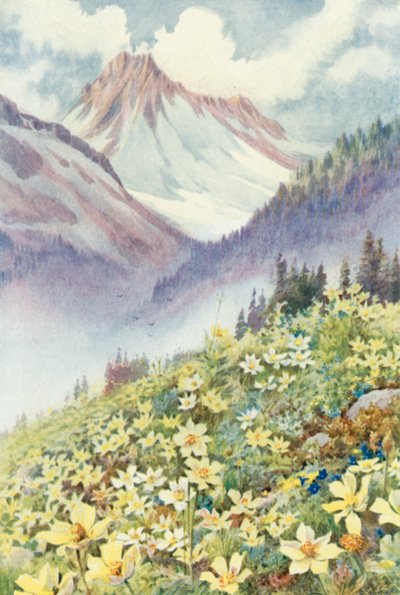 Anemoni di zolfo sui pendii di Le Planet da George Jackson Flemwell