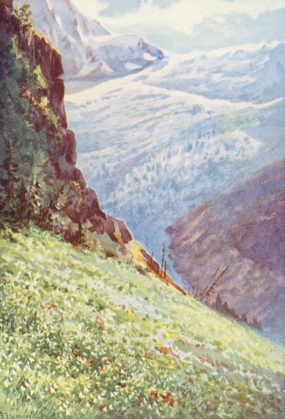 Il Giglio del Paradiso (Paradisia Liliastrum) vicino al Ghiacciaio di Trient a metà giugno da George Jackson Flemwell