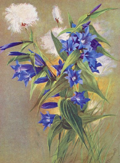 La genziana salice (G asclepiadea) e il cotone alpino (Eriophorum Scheuchzeri) da George Jackson Flemwell