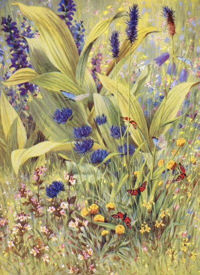 Giovani piante di Veratrum album, insieme a Salvia pratensis, Phyteuma betonicaefolium, P orbiculare, l