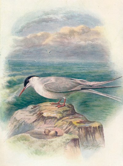 Sterna artica - Sterna macrura, c. 1910, 1910 da George James Rankin
