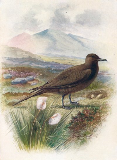 Stercorario di Richardson - Stercorarius crepidalus, c1910, 1910 da George James Rankin