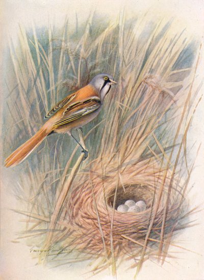 Beccamoschino o Panurus biarmicus da George James Rankin