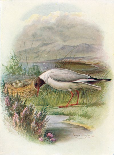 Gabbiano comune - Larus ridibundus, c1910, 1910 da George James Rankin
