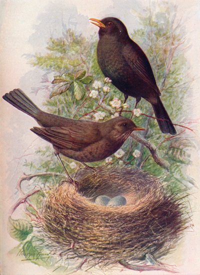 Merlo - Turdus merula da George James Rankin