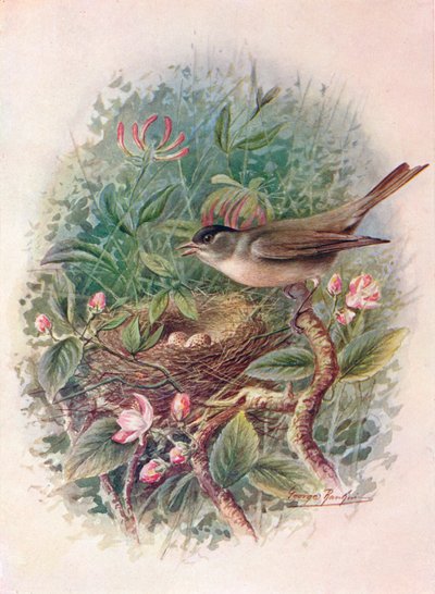 Capinera - Sylvia atricapilla da George James Rankin