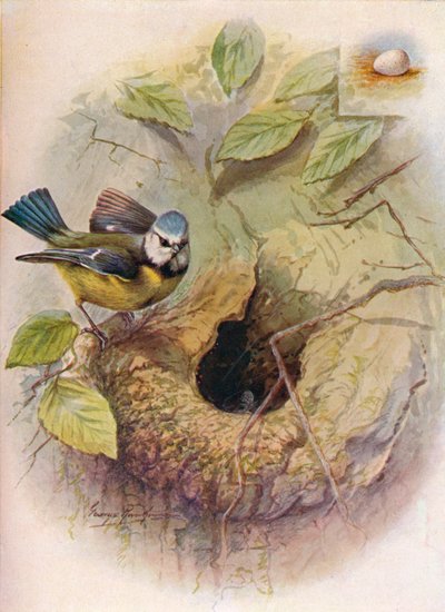 Cinciarella - Parus caeruleus, c1910 da George James Rankin