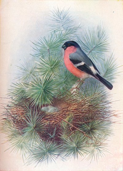 Ciuffolotto - Pyrrhua europaea, c1910 da George James Rankin
