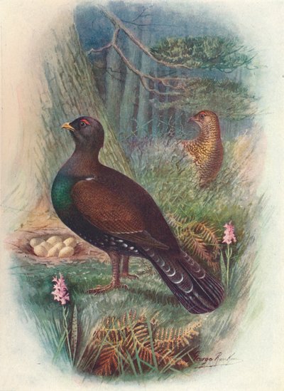 Gallo Cedrone da George James Rankin