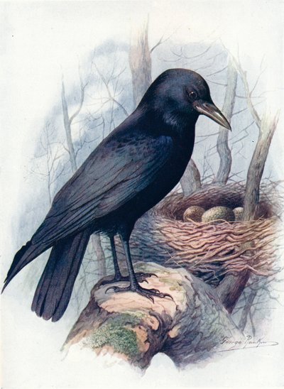 Corvo imperiale - Corvus corone, c1910, 1910 da George James Rankin