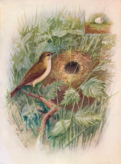 Chiff-Chaff - Phylloscopus rufus, c1910 da George James Rankin