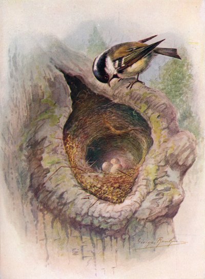 Cincia mora - Parus ater, c1910, 1910 da George James Rankin