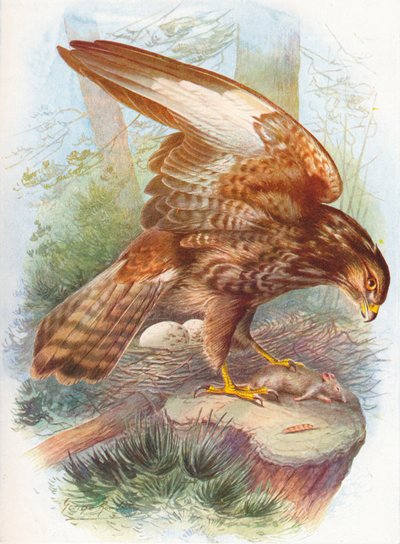 Poiana comune - Buteo vulgaris, c1910, 1910 da George James Rankin