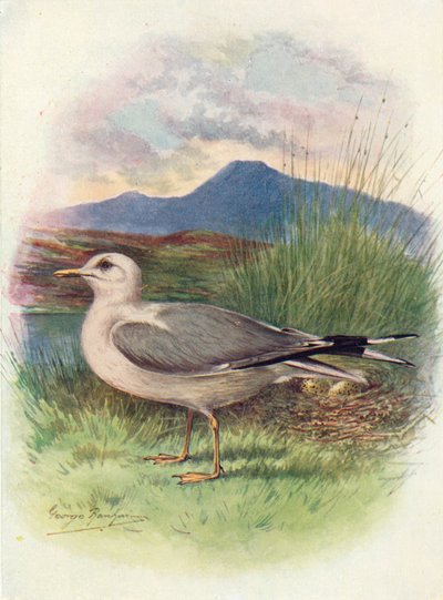 Gabbiano comune - Larus canus, c1910, 1910 da George James Rankin
