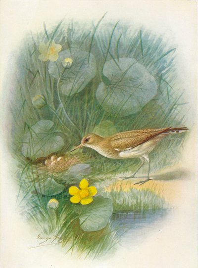 Piro-piro piccolo - Totanus hypoleucus, c. 1910 da George James Rankin