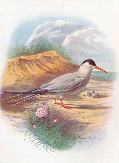 Sterna comune - Sterna fluviatilis, c1910, 1910 da George James Rankin