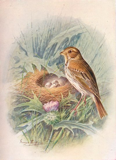 Strillozzo - Emberiza miliaria, c1910 da George James Rankin
