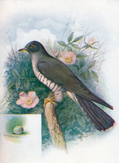 Cuculo - Cuculus canorus da George James Rankin
