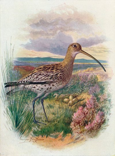 Chiurlo - Numenius arquata, c1910, 1910 da George James Rankin