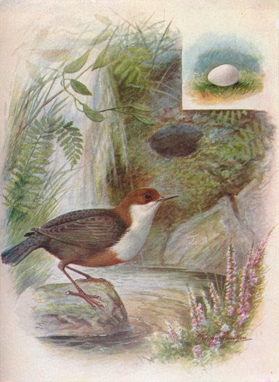 Merlo acquaiolo - Cinclus aquaticus da George James Rankin