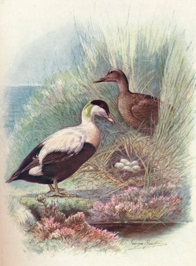 Edredone - Somateria mollissima, c1910 da George James Rankin