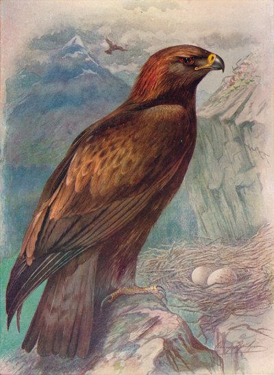 Aquila reale - Aquila chrysaetus, c1910, 1910 da George James Rankin