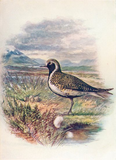 Piviere dorato - Charadrius pluvialis da George James Rankin