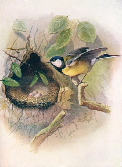 Cinciallegra - Parus major da George James Rankin