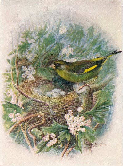 Verdone - Ligurinus chloris da George James Rankin
