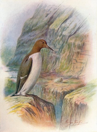 Guillemot - Uria troile da George James Rankin