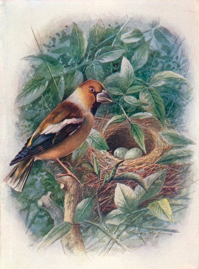 Frosone - Coccothraustes vulgaris, c1910, 1910 da George James Rankin