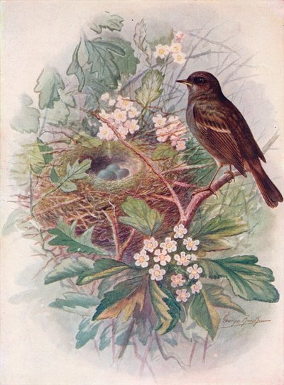 Passera scopaiola - Accentor modularis, c1910 da George James Rankin