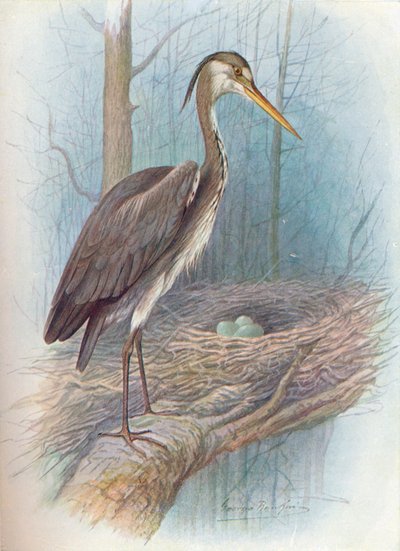 Airone - Ardea cinerea, c1910 da George James Rankin