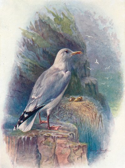 Gabbiano reale - Larus argentatus, c1910 da George James Rankin