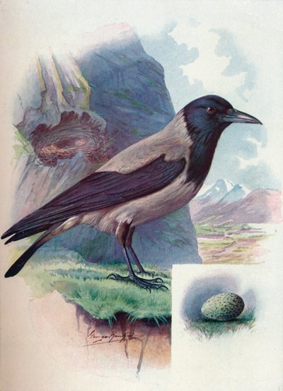Cornacchia grigia - Corvus cornix, c1910, 1910 da George James Rankin