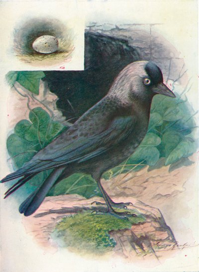 Taccola - Corvus monedula, c1910 da George James Rankin