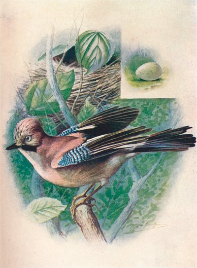Ghiandaia - Garrulus glandarius, c1910, 1910 da George James Rankin